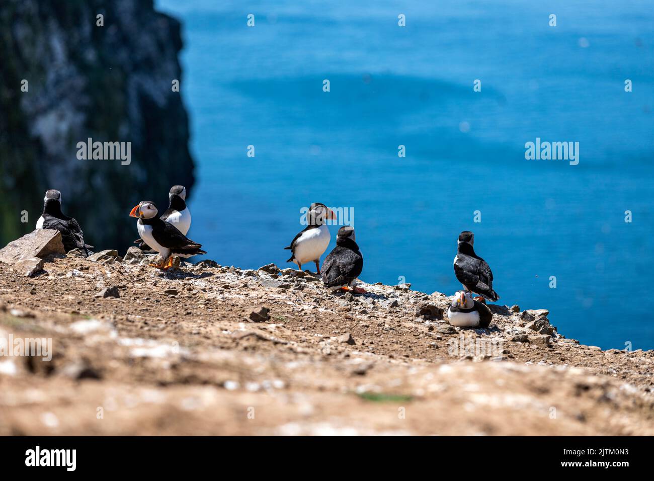 Macareux de l'Atlantique (Fratercula arctica), Skomer Island, Pembrokeshire, pays de Galles, Royaume-Uni Banque D'Images