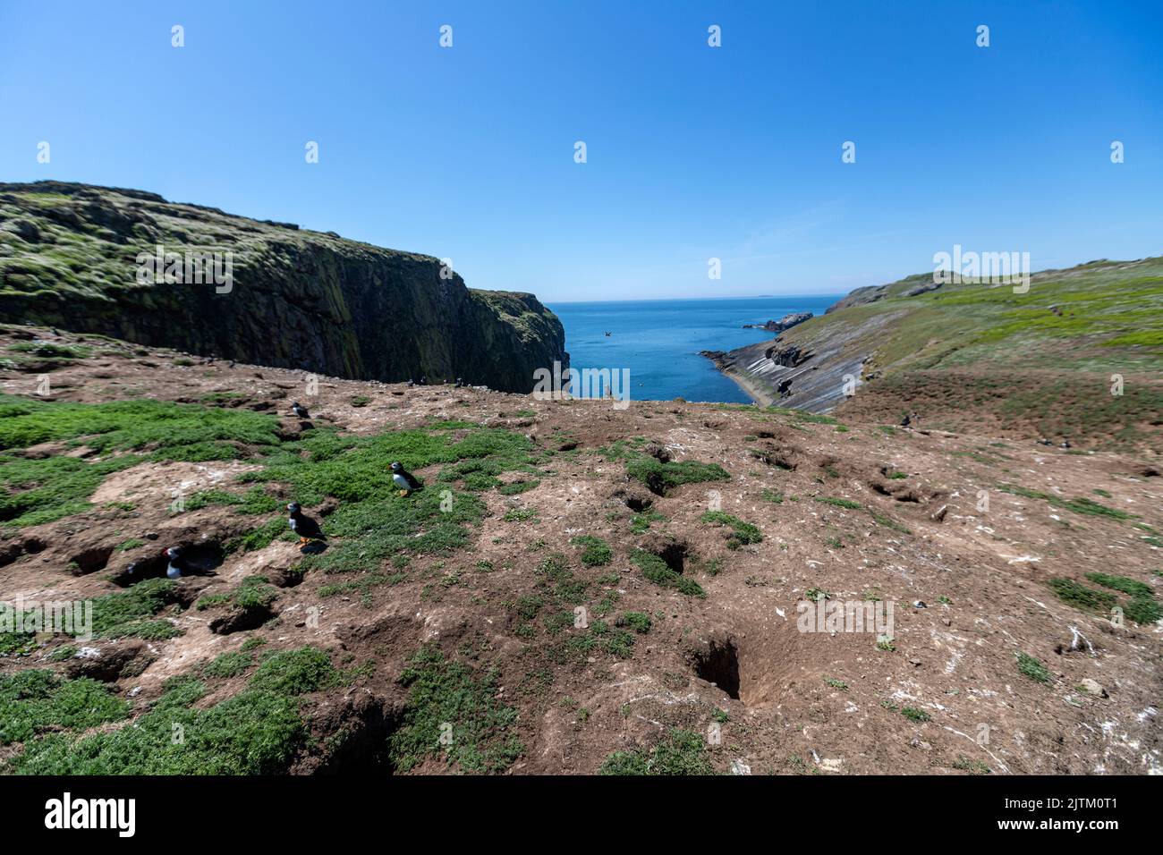 Macareux de l'Atlantique (Fratercula arctica), Skomer Island, Pembrokeshire, pays de Galles, Royaume-Uni Banque D'Images