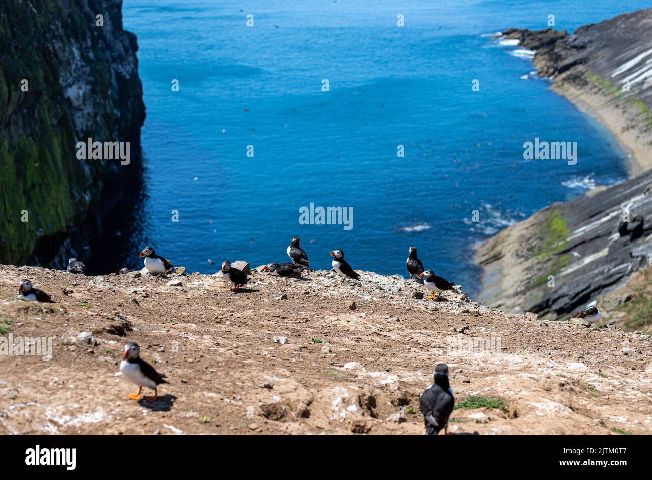 Macareux de l'Atlantique (Fratercula arctica), Skomer Island, Pembrokeshire, pays de Galles, Royaume-Uni Banque D'Images