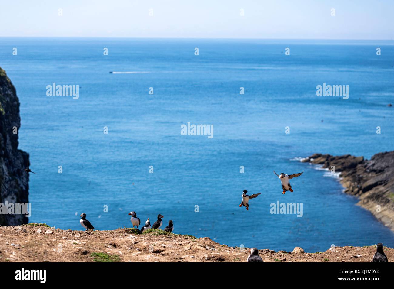 Macareux de l'Atlantique (Fratercula arctica), Skomer Island, Pembrokeshire, pays de Galles, Royaume-Uni Banque D'Images