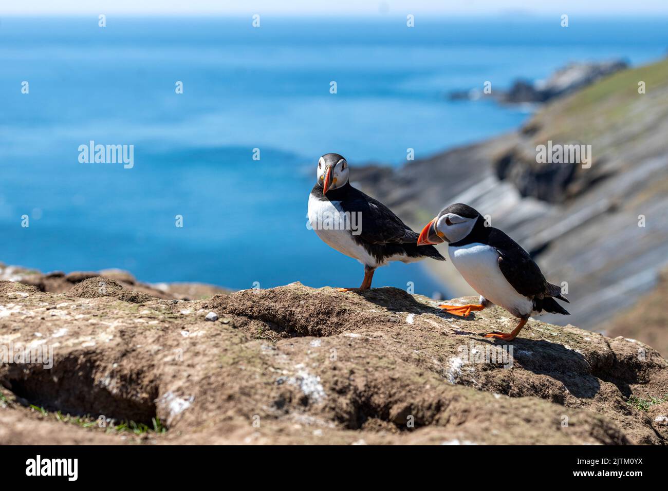 Macareux de l'Atlantique (Fratercula arctica), Skomer Island, Pembrokeshire, pays de Galles, Royaume-Uni Banque D'Images
