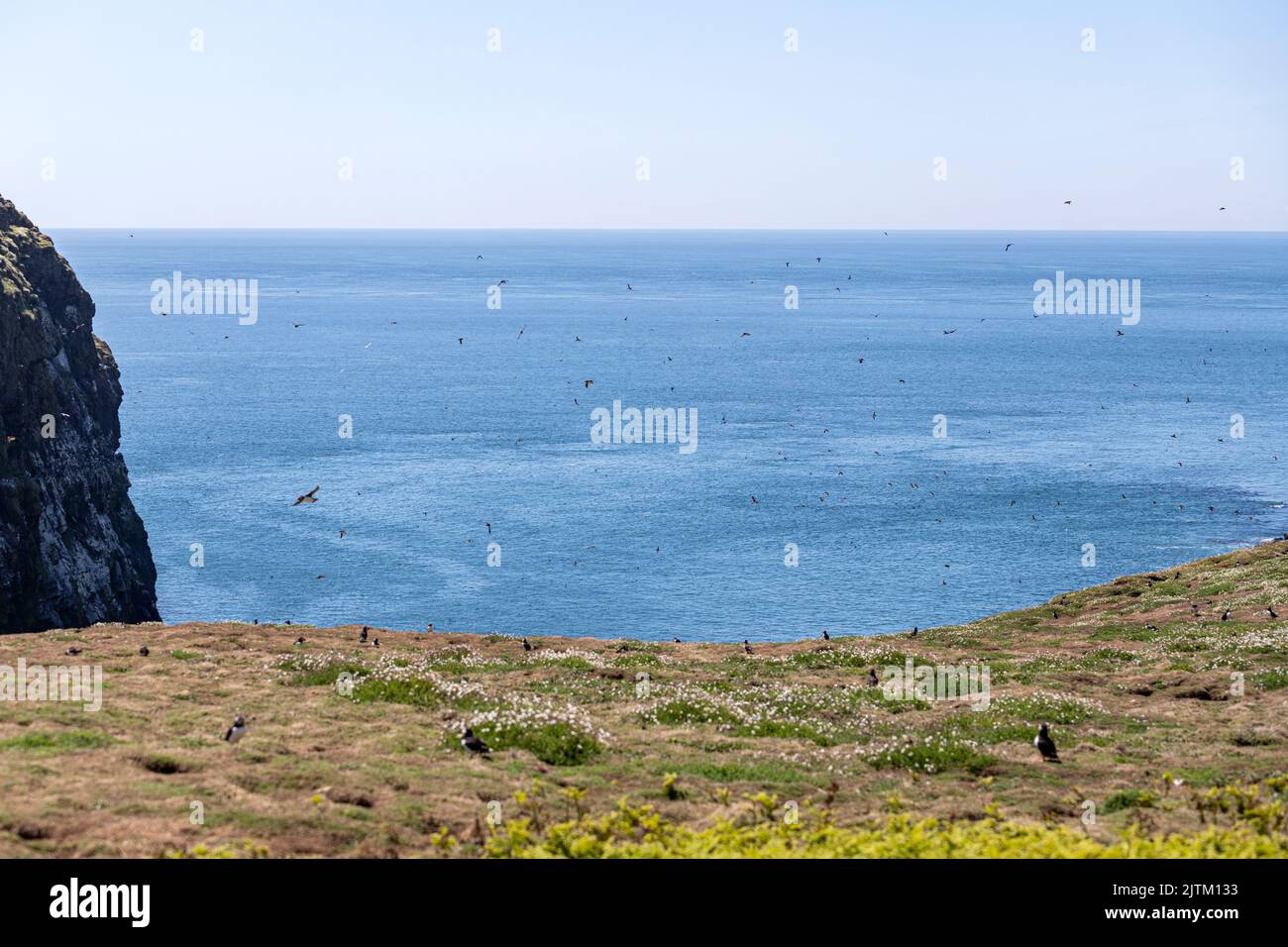 Macareux de l'Atlantique (Fratercula arctica), Skomer Island, Pembrokeshire, pays de Galles, Royaume-Uni Banque D'Images