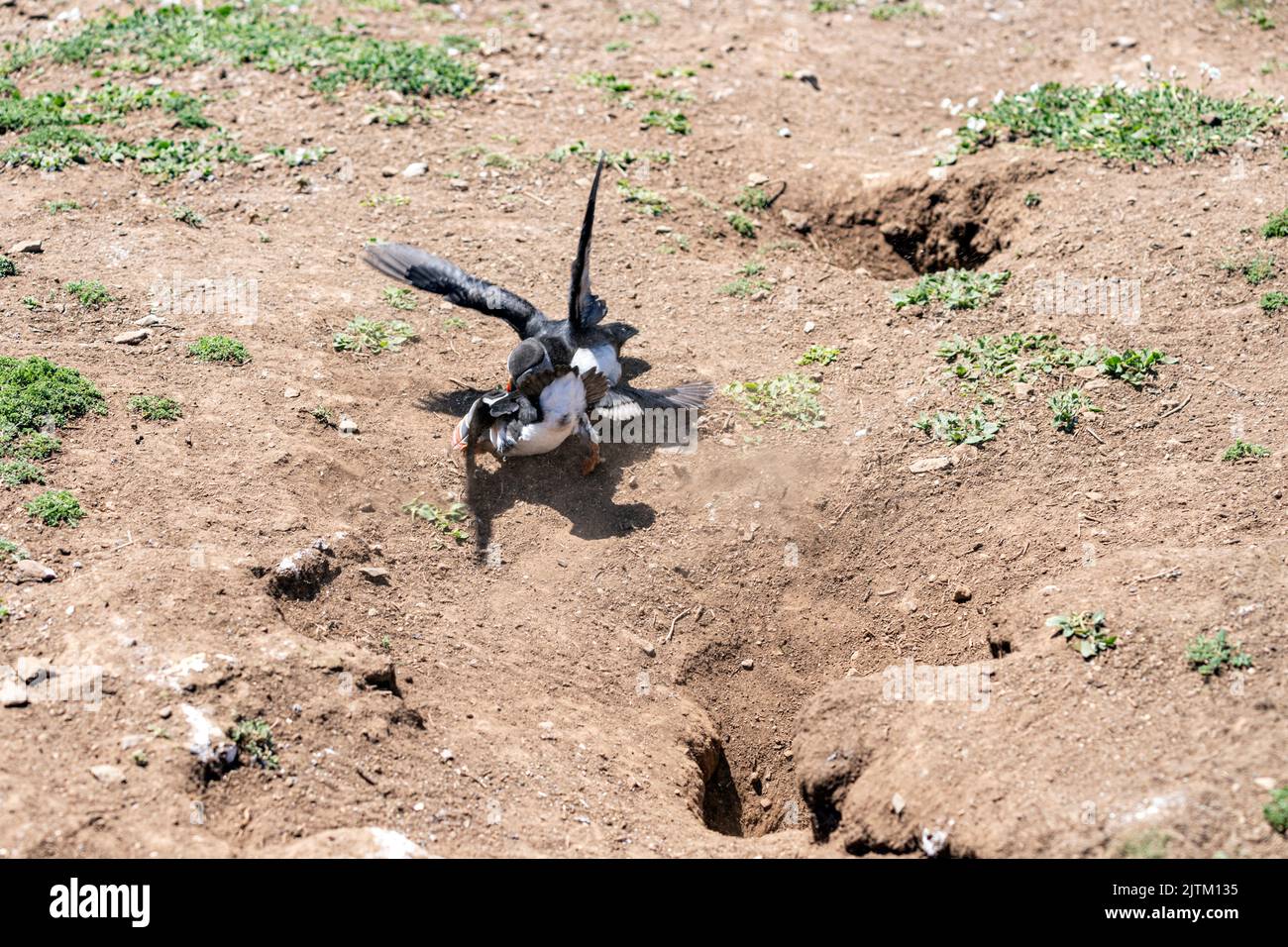 Combats de macareux de l'Atlantique (Fratercula arctica), Skomer Island, Pembrokeshire, pays de Galles, Royaume-Uni Banque D'Images