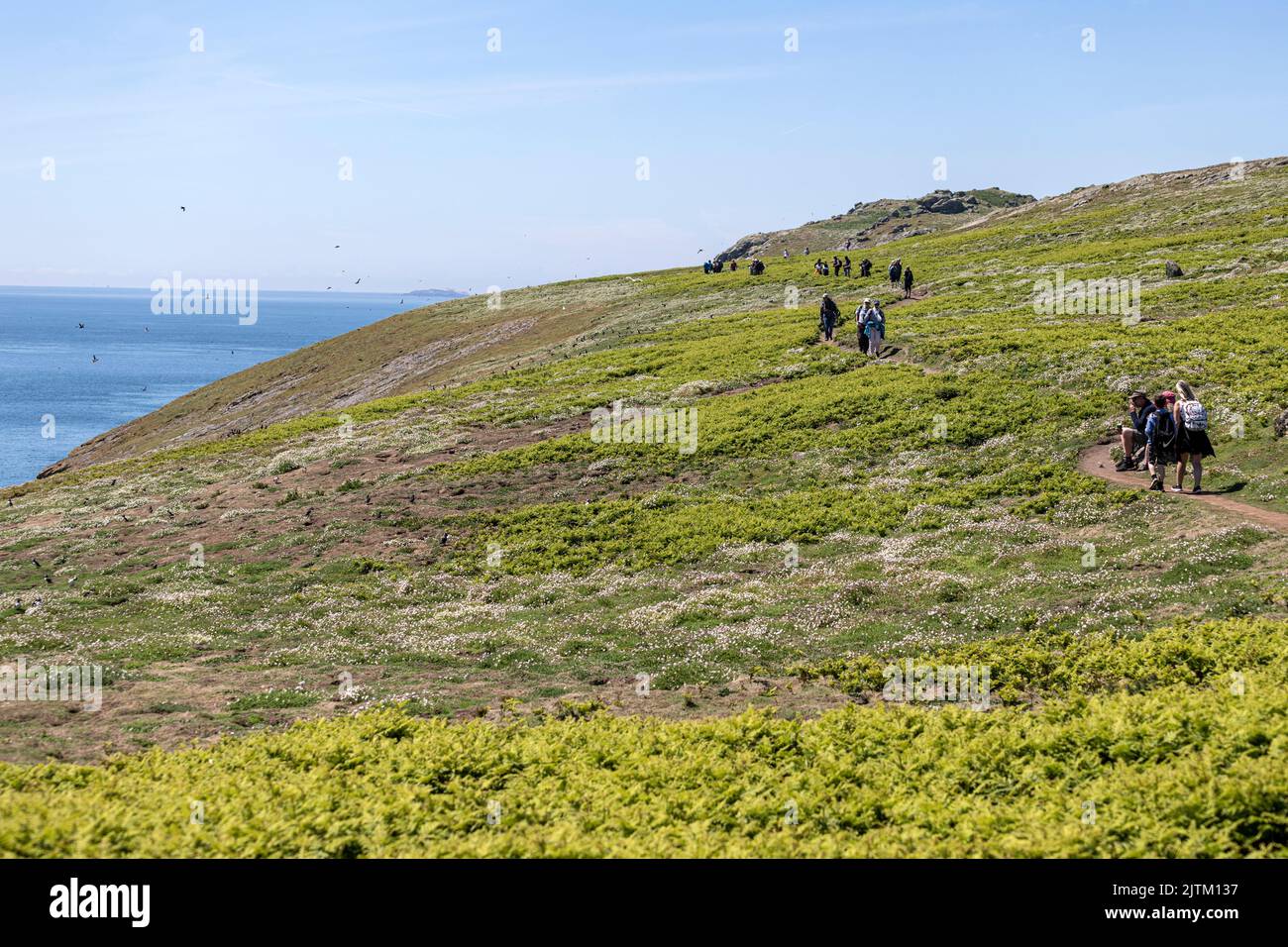 Macareux de l'Atlantique (Fratercula arctica), Skomer Island, Pembrokeshire, pays de Galles, Royaume-Uni Banque D'Images