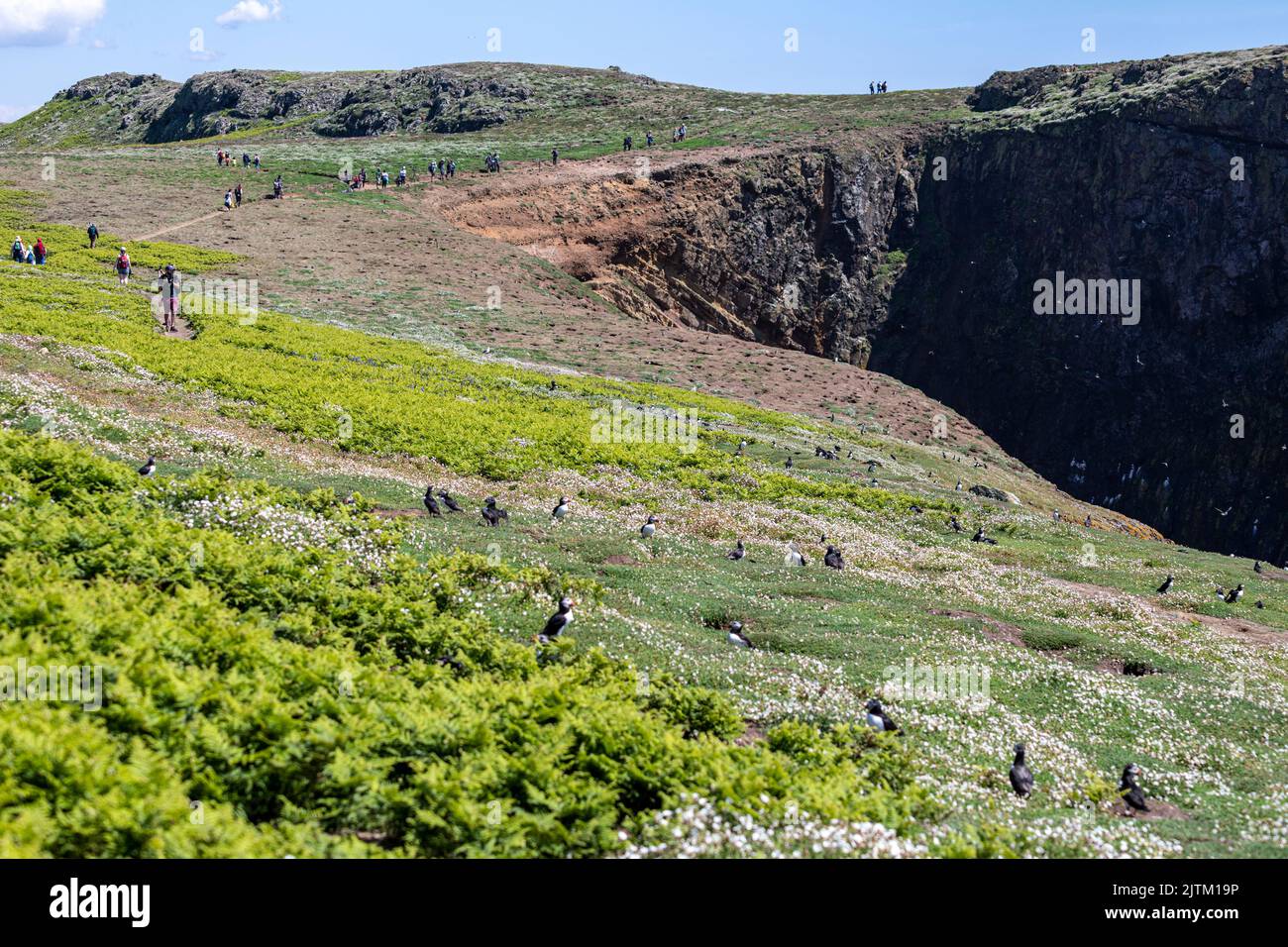 Macareux de l'Atlantique (Fratercula arctica), Skomer Island, Pembrokeshire, pays de Galles, Royaume-Uni Banque D'Images