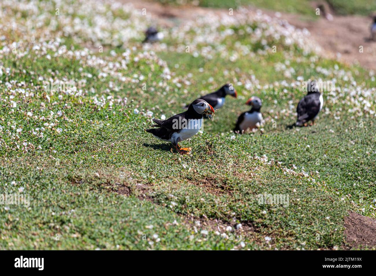 Macareux de l'Atlantique (Fratercula arctica), Skomer Island, Pembrokeshire, pays de Galles, Royaume-Uni Banque D'Images