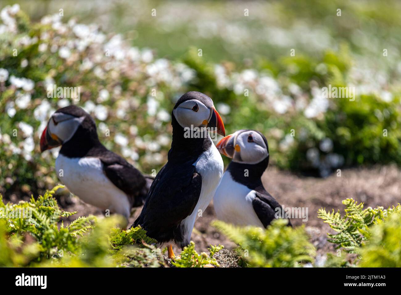 Macareux de l'Atlantique (Fratercula arctica) entouré de fleurs, Skomer Island, Pembrokeshire, pays de Galles, Royaume-Uni Banque D'Images
