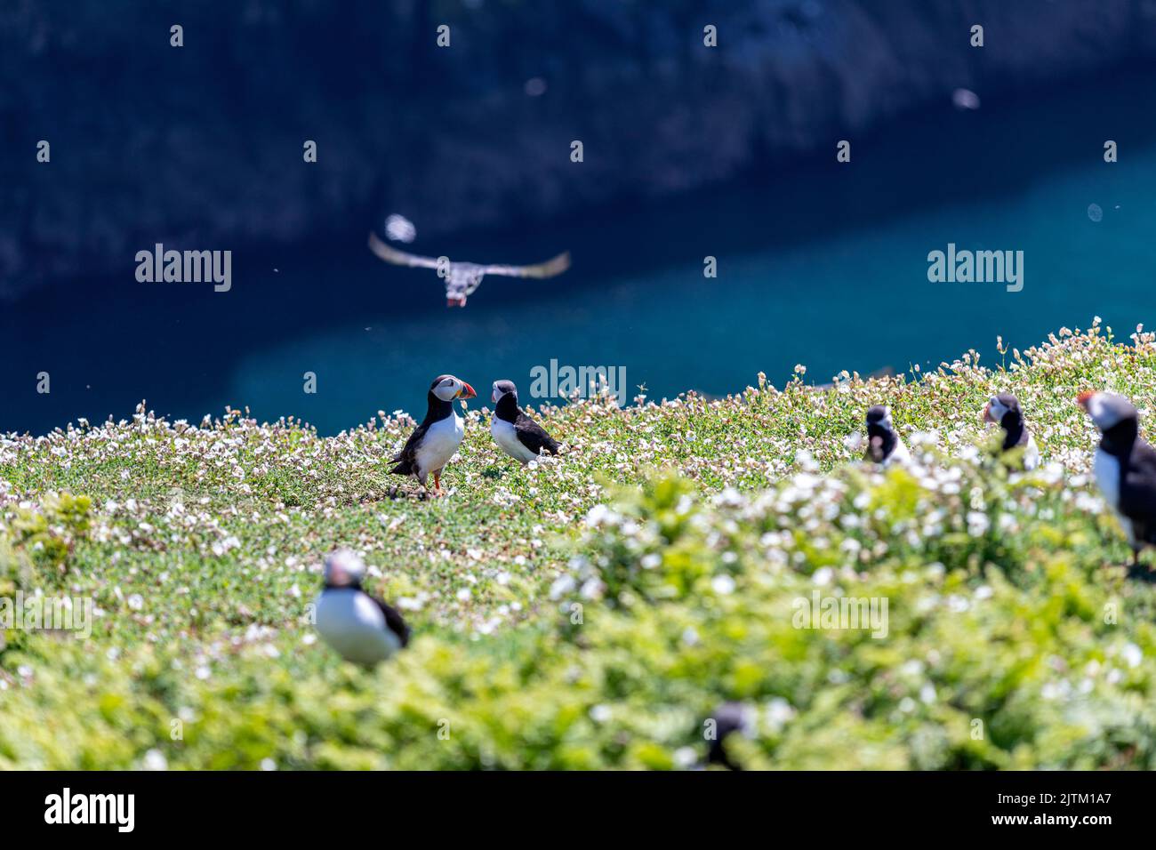 Macareux de l'Atlantique (Fratercula arctica), Skomer Island, Pembrokeshire, pays de Galles, Royaume-Uni Banque D'Images