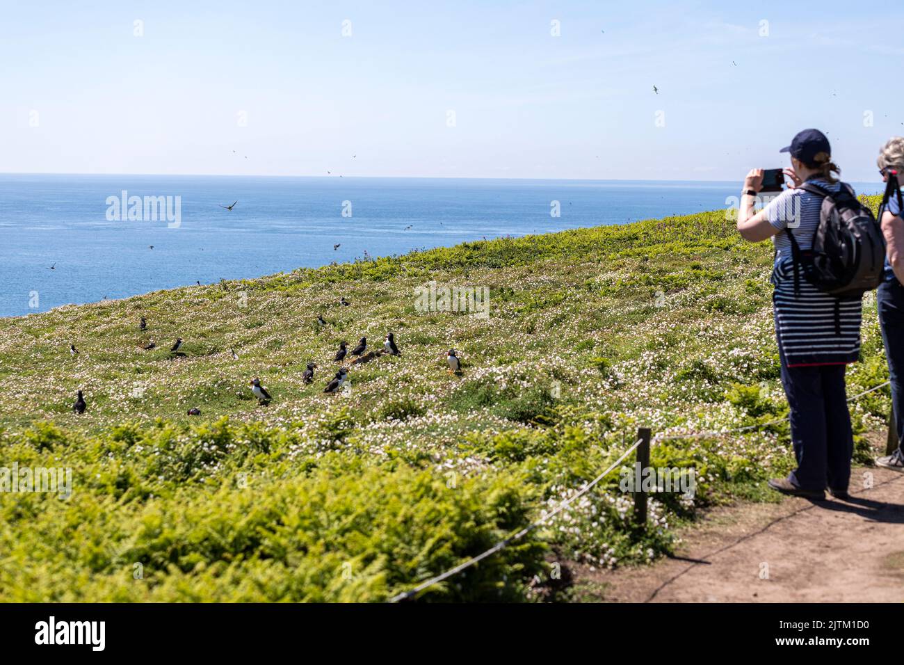 Macareux de l'Atlantique (Fratercula arctica), Skomer Island, Pembrokeshire, pays de Galles, Royaume-Uni Banque D'Images