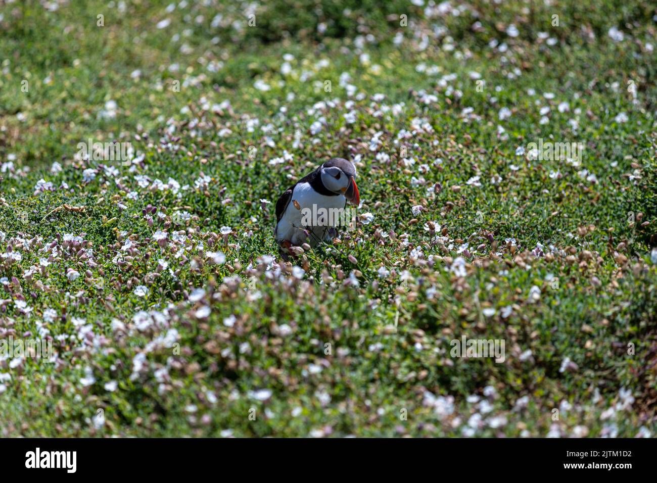 Macareux de l'Atlantique (Fratercula arctica) entouré de fleurs, Skomer Island, Pembrokeshire, pays de Galles, Royaume-Uni Banque D'Images