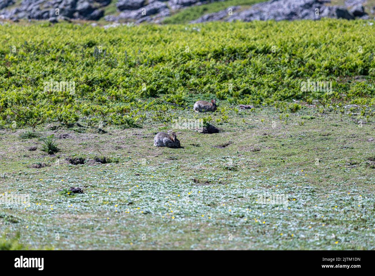 Skomer Island, Pembrokeshire, pays de Galles, Royaume-Uni Banque D'Images