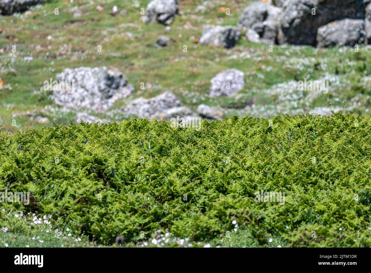 Skomer Island, Pembrokeshire, pays de Galles, Royaume-Uni Banque D'Images