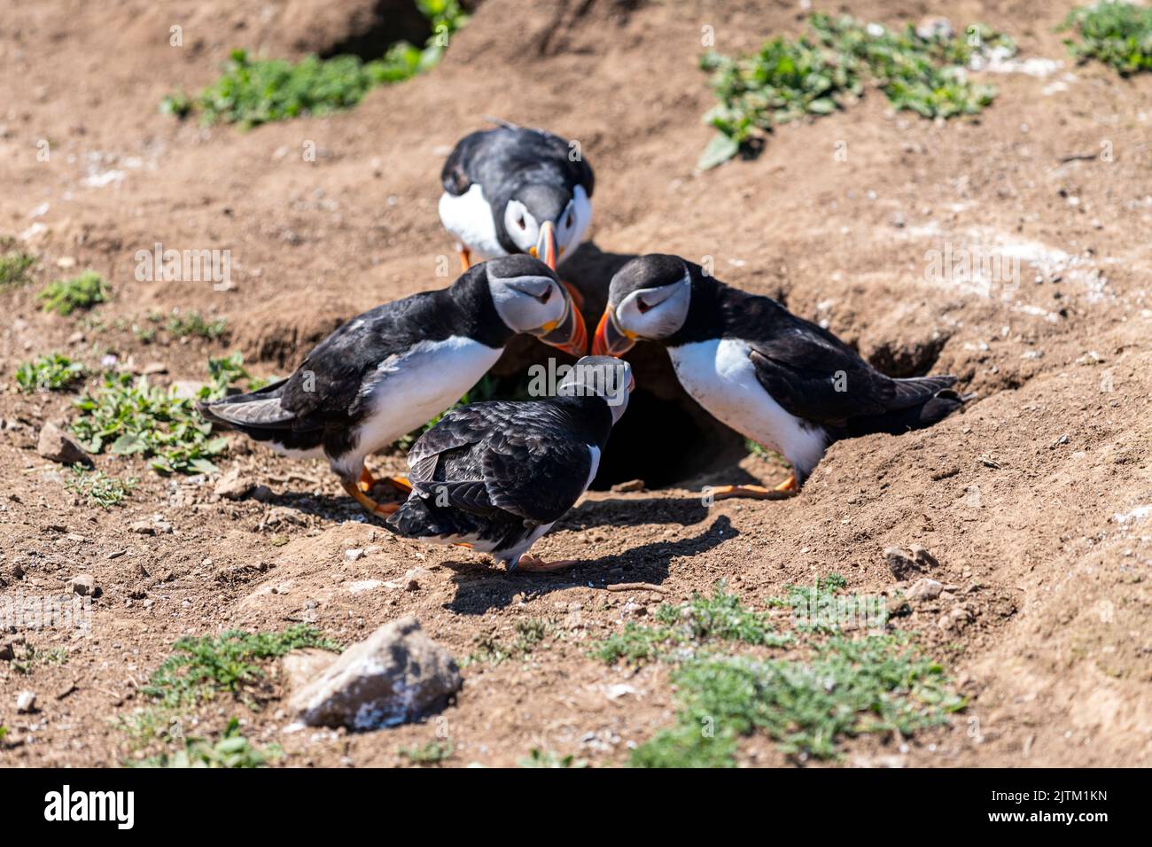 Macareux de l'Atlantique (Fratercula arctica), Skomer Island, Pembrokeshire, pays de Galles, Royaume-Uni Banque D'Images