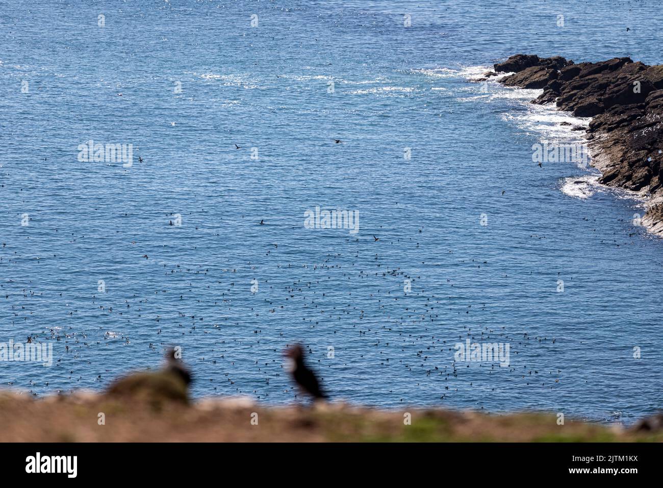 Macareux de l'Atlantique (Fratercula arctica), Skomer Island, Pembrokeshire, pays de Galles, Royaume-Uni Banque D'Images