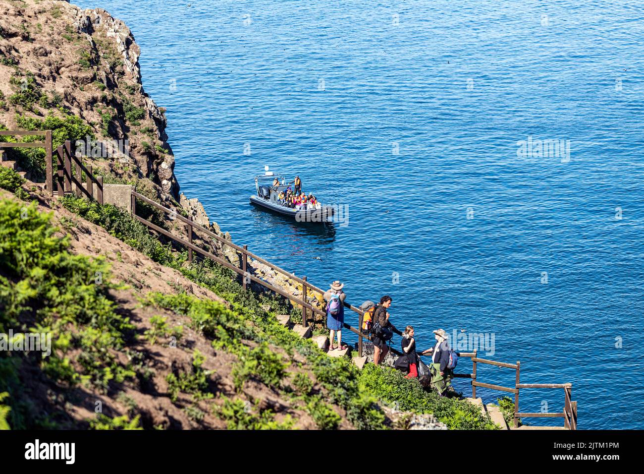 Macareux de l'Atlantique (Fratercula arctica), Skomer Island, Pembrokeshire, pays de Galles, Royaume-Uni Banque D'Images