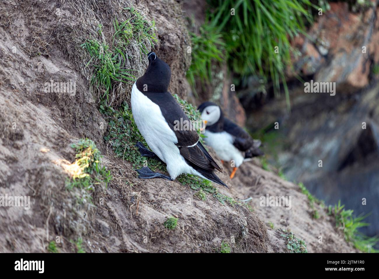 Macareux de l'Atlantique (Fratercula arctica), Skomer Island, Pembrokeshire, pays de Galles, Royaume-Uni Banque D'Images