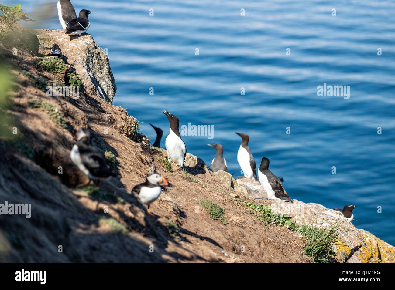 Macareux de l'Atlantique (Fratercula arctica), Skomer Island, Pembrokeshire, pays de Galles, Royaume-Uni Banque D'Images