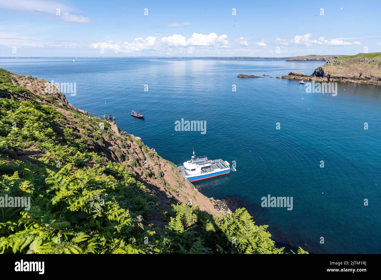 Macareux de l'Atlantique (Fratercula arctica), Skomer Island, Pembrokeshire, pays de Galles, Royaume-Uni Banque D'Images