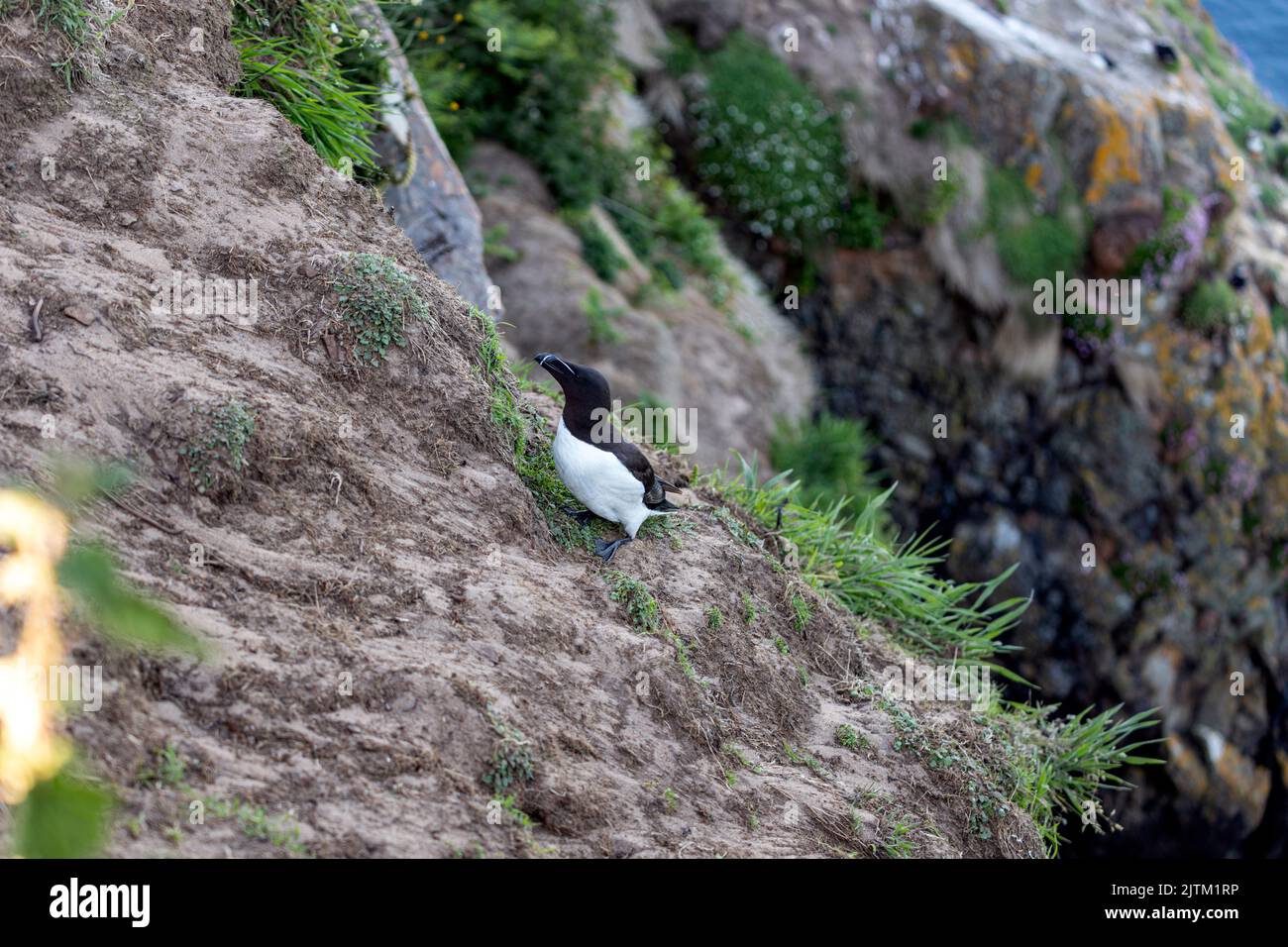 Skomer Island, Pembrokeshire, pays de Galles, Royaume-Uni Banque D'Images