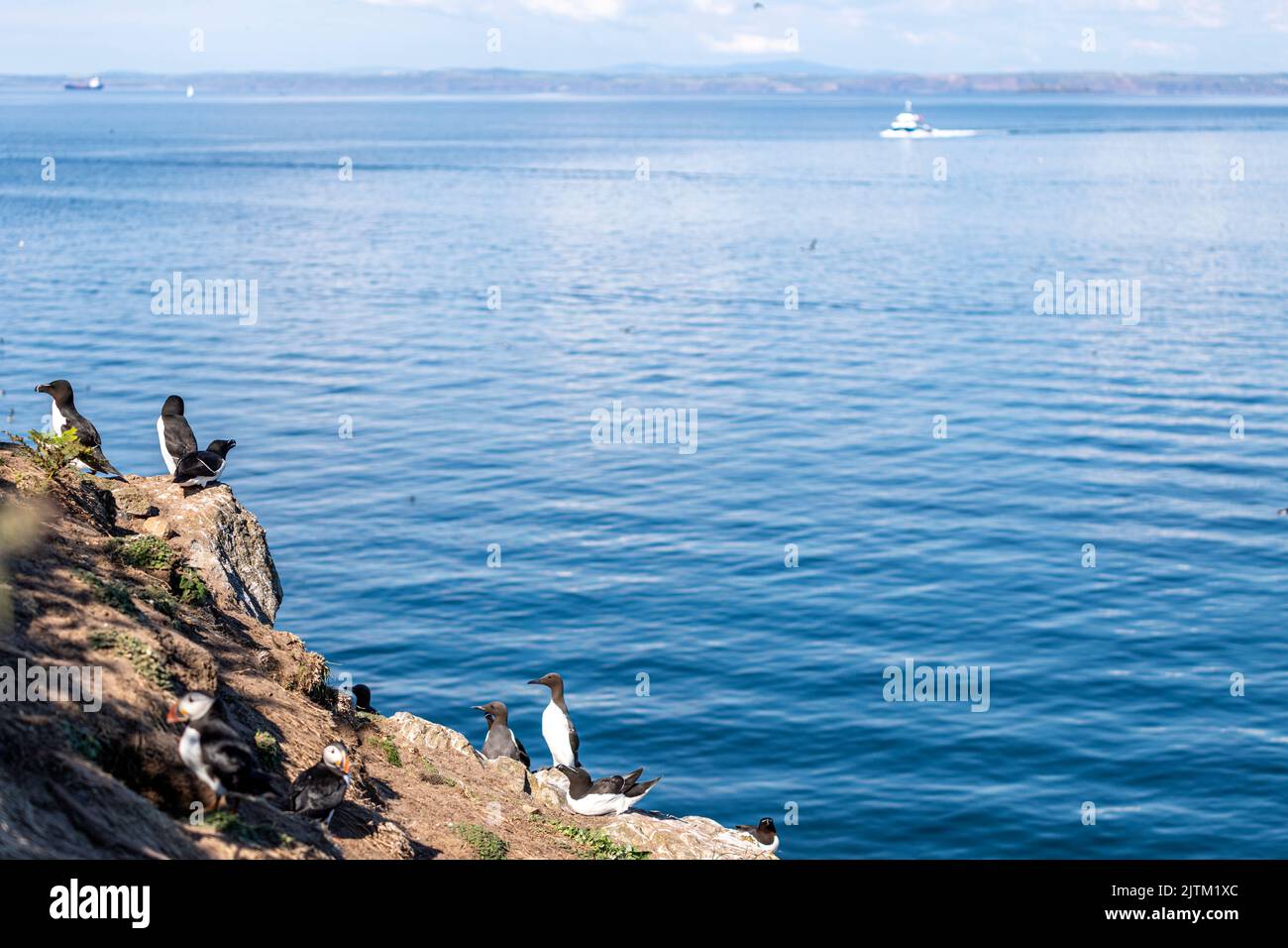 Macareux de l'Atlantique (Fratercula arctica), Skomer Island, Pembrokeshire, pays de Galles, Royaume-Uni Banque D'Images