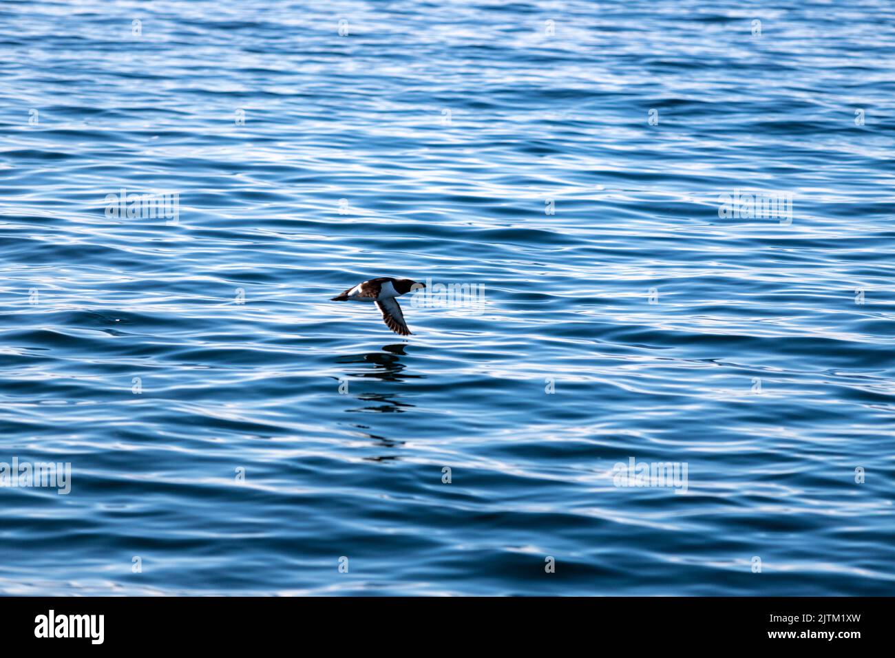 Razorbill Razorbill (Alca torda), Skomer Island, Pembrokeshire, pays de Galles, Royaume-Uni Banque D'Images