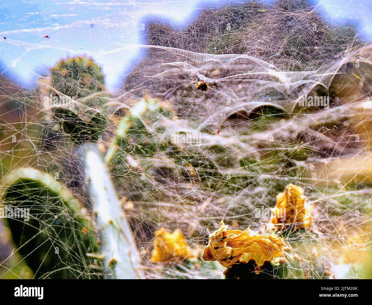 Grande toile d'araignées, entrelacée plusieurs fois et en plusieurs niveaux., y compris une colonie de Trialeurodes vaporariorum, communément connu sous le nom de whitefly ou g. Banque D'Images