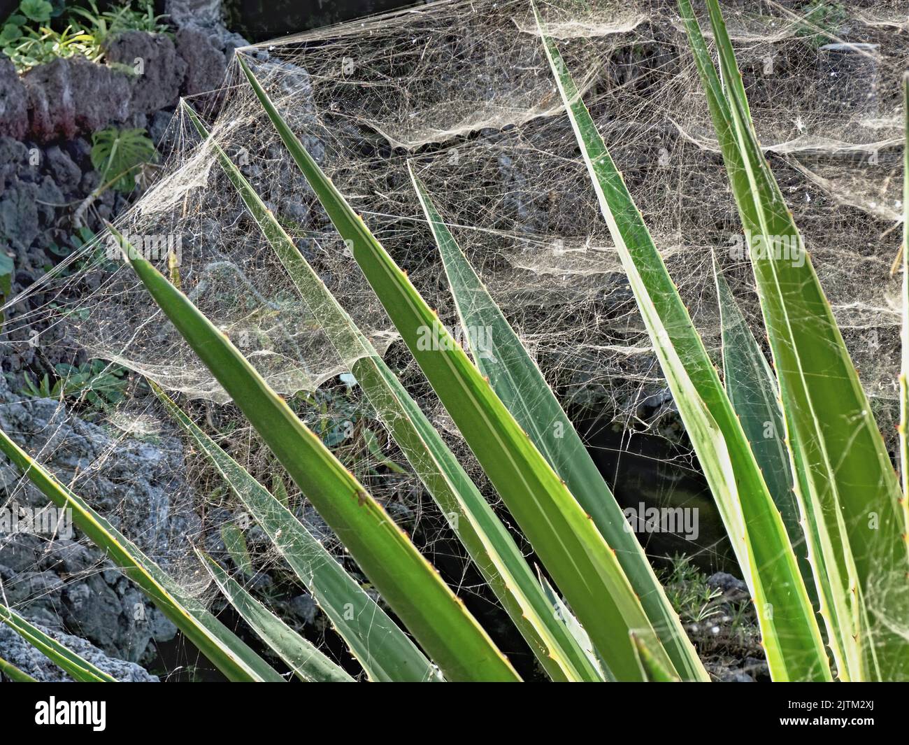 Grande toile d'araignées, entrelacée plusieurs fois et en plusieurs niveaux., y compris une colonie de Trialeurodes vaporariorum, communément connu sous le nom de whitefly ou g. Banque D'Images