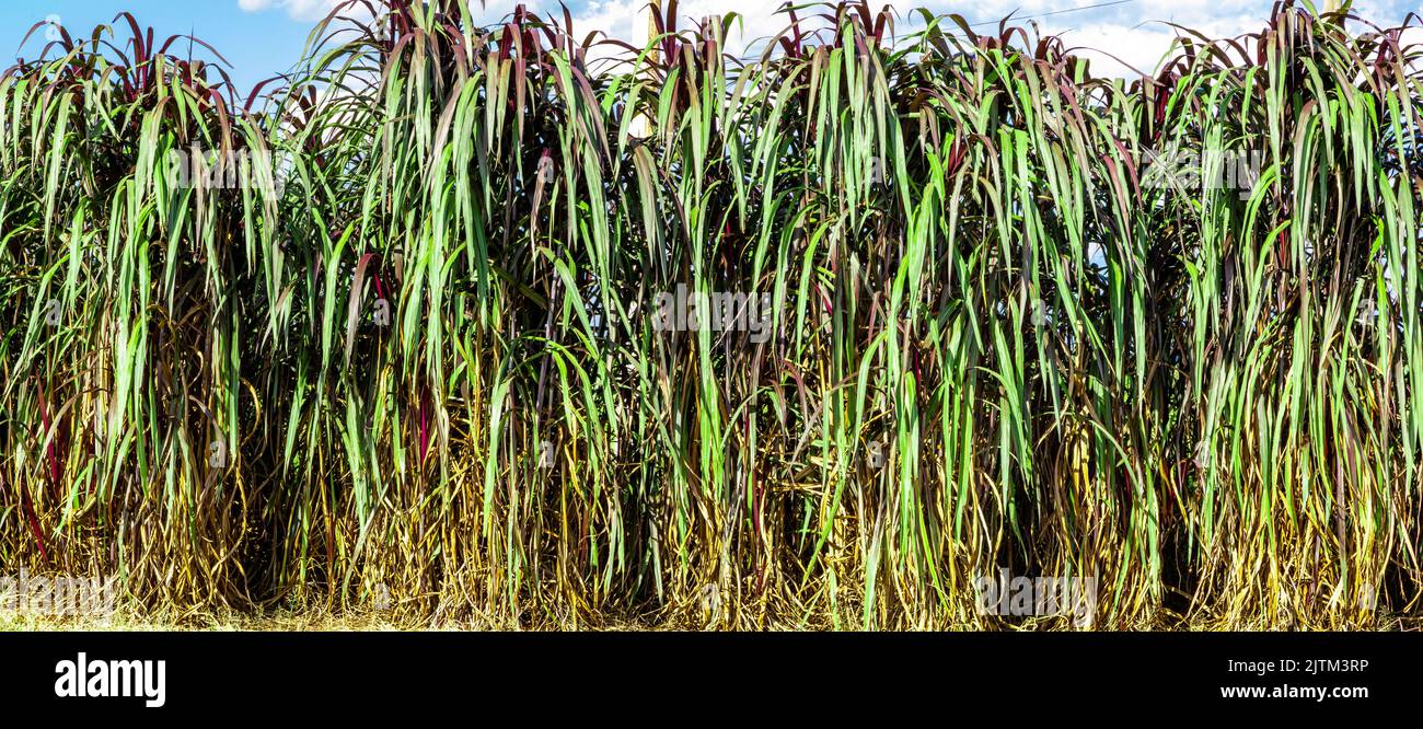 Le Pennisetum purpurpureum (nom mis à jour : Cenchrus purpureus Schumach), également connu sous le nom de Napier, Elephant grass ou Uganda grass, est une espèce de perennia Banque D'Images