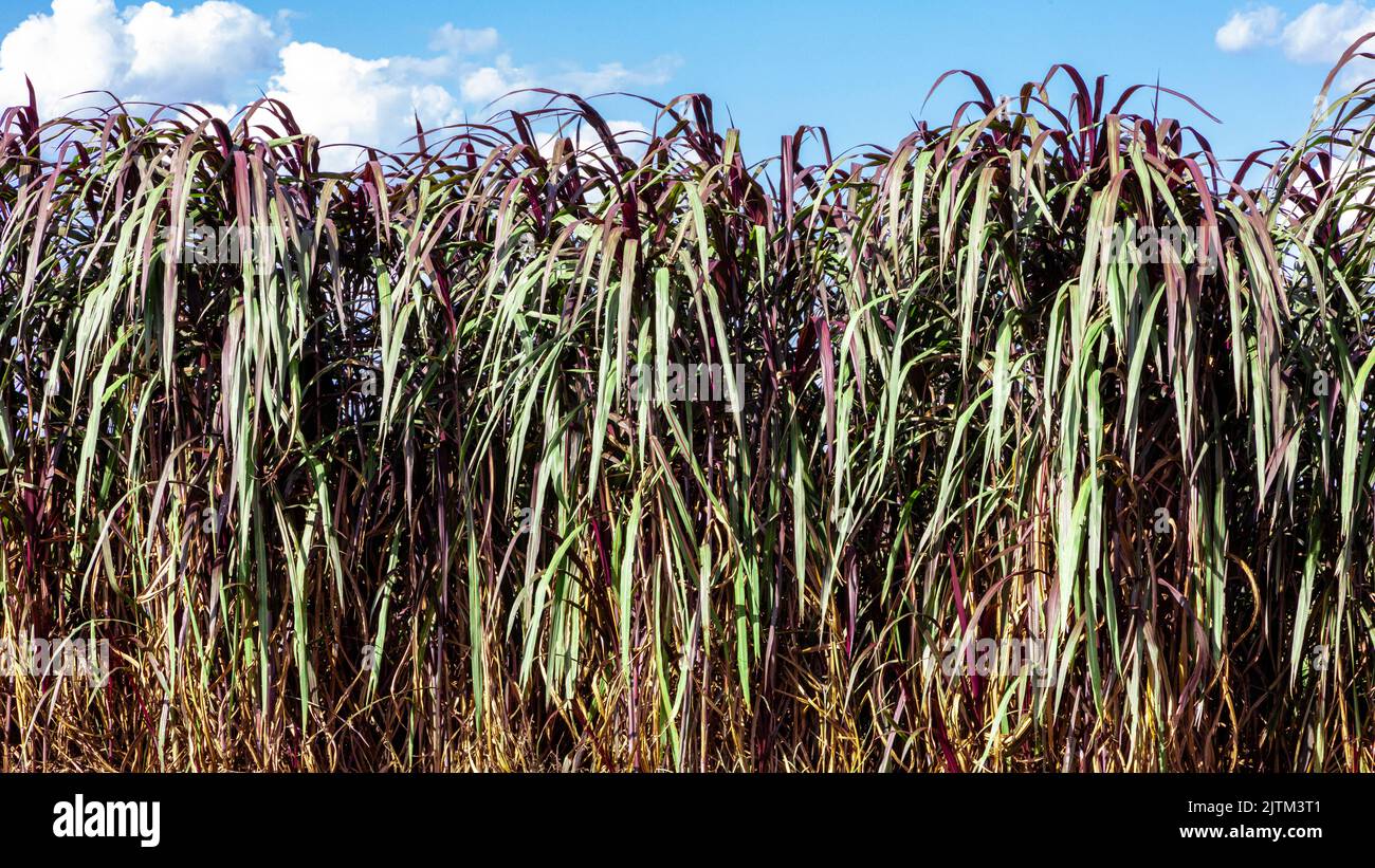 Le Pennisetum purpurpureum (nom mis à jour : Cenchrus purpureus Schumach), également connu sous le nom de Napier, Elephant grass ou Uganda grass, est une espèce de perennia Banque D'Images