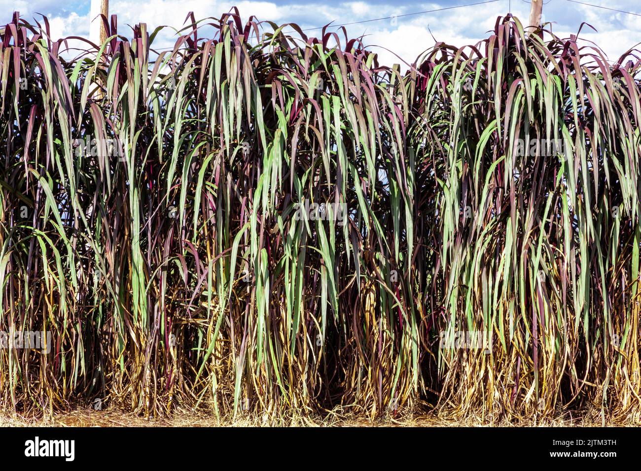 Le Pennisetum purpurpureum (nom mis à jour : Cenchrus purpureus Schumach), également connu sous le nom de Napier, Elephant grass ou Uganda grass, est une espèce de perennia Banque D'Images