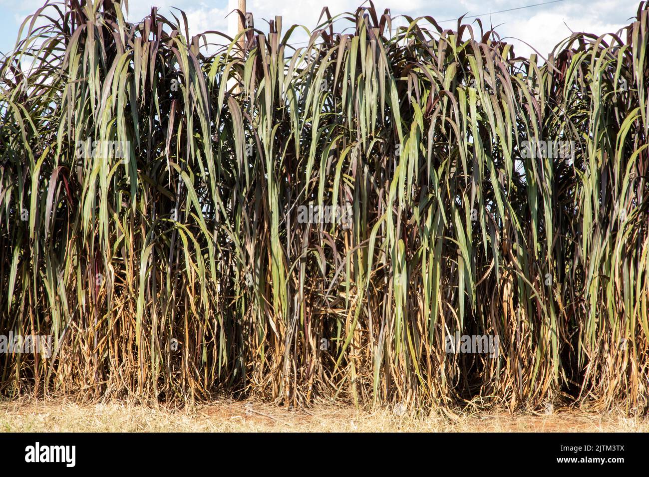 Le Pennisetum purpurpureum (nom mis à jour : Cenchrus purpureus Schumach), également connu sous le nom de Napier, Elephant grass ou Uganda grass, est une espèce de perennia Banque D'Images