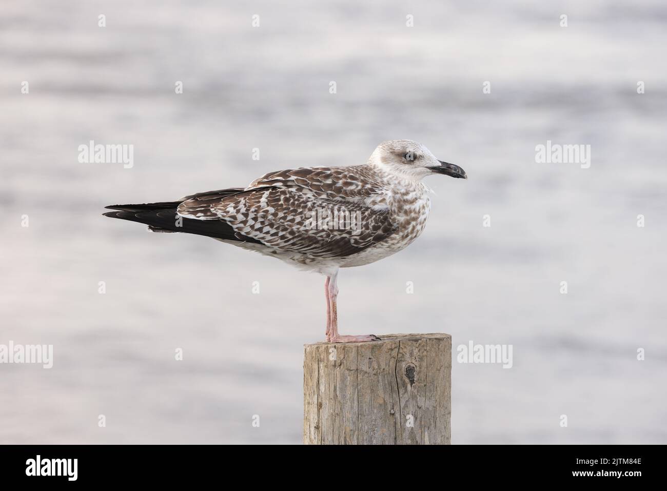 Goéland à pattes jaunes - Larus michahellis - oiseau juvénile à Walberswick, Suffolk, Royaume-Uni. Août 2022 Banque D'Images