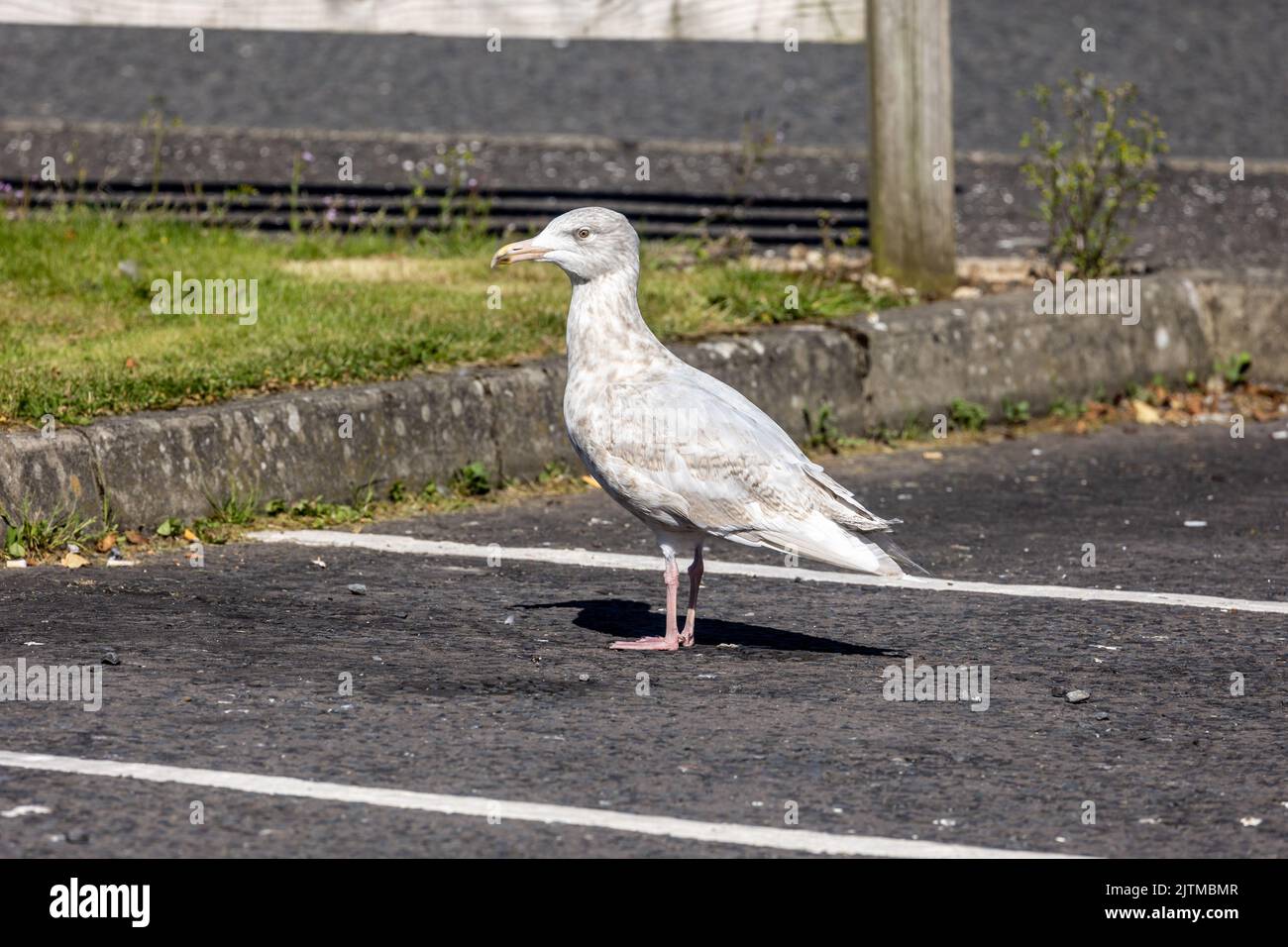 Goéland glaucous (Larus hyperboreus) - Laridae. année civile 3rd oiseau. Coleraine, Comté de Londonderry, Irlande du Nord. Août 2022 Banque D'Images