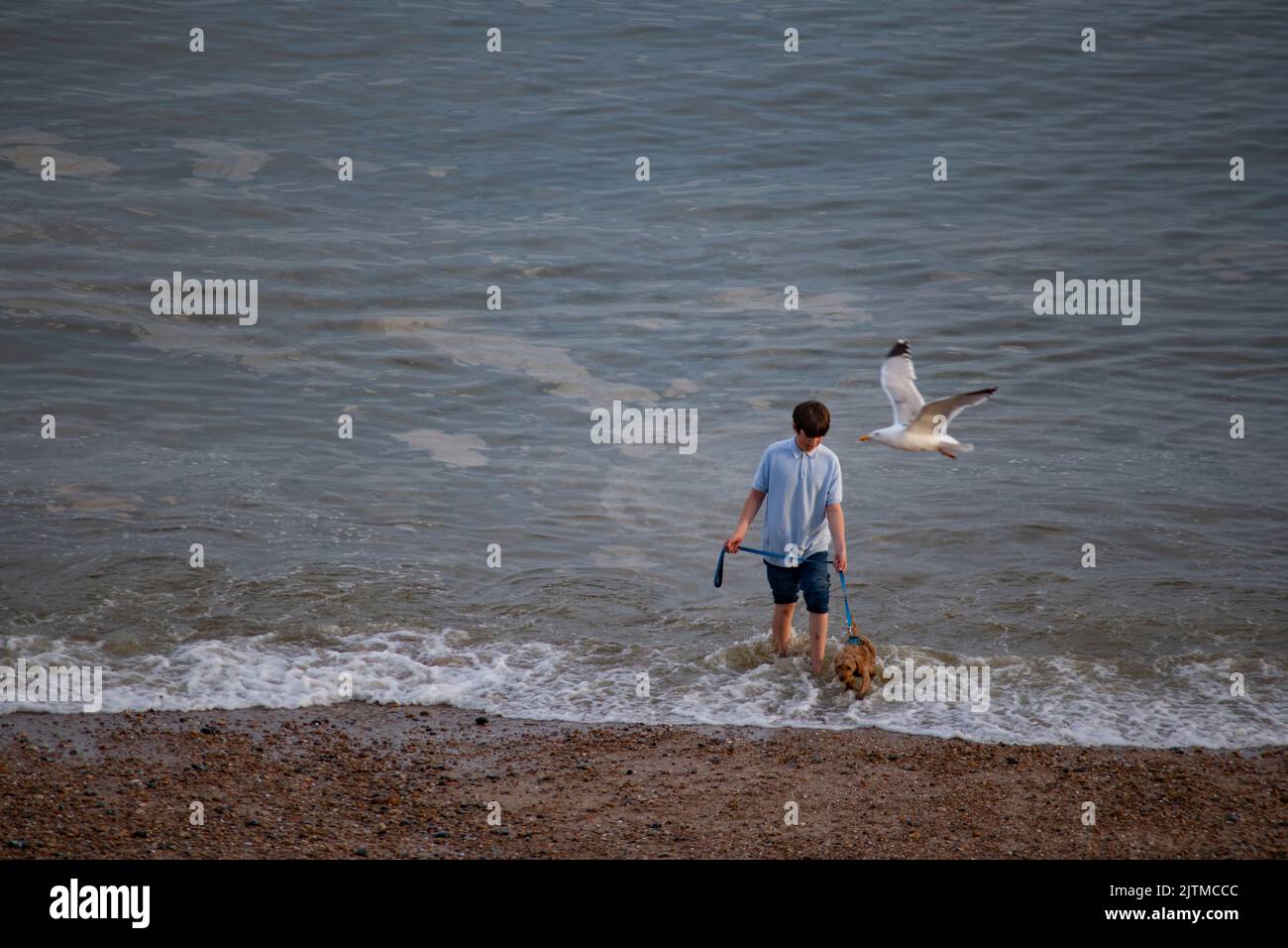Marcher un chiot sur Brighton Beach, Sussex, Angleterre Banque D'Images