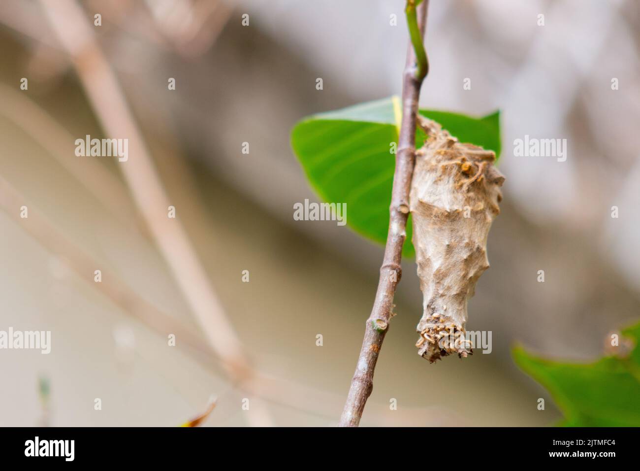 Cocon de papillon sur un arbre à Rio de Janeiro, Brésil. Banque D'Images