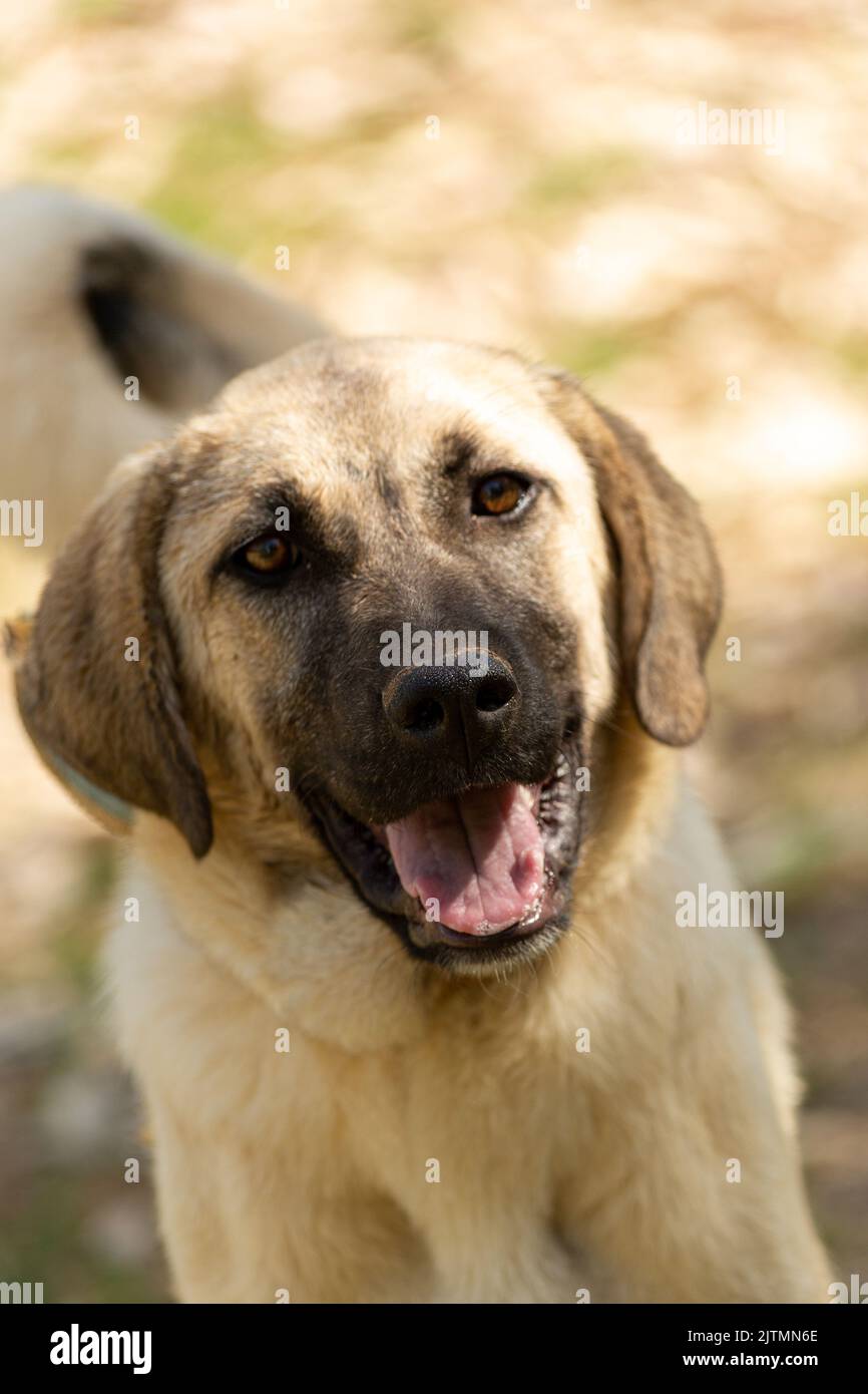 Chien de renommée mondiale Sivas Kangal, 12 ans, chiot féminin en Turquie Banque D'Images
