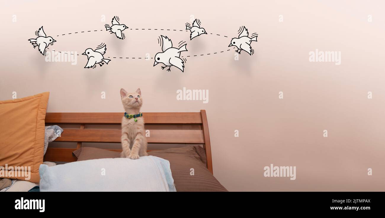 Petit chaton brun clair debout sur l'oreiller du lit regardant vers le haut les petits oiseaux qui tournent leurs têtes dessinées en ligne noire Banque D'Images