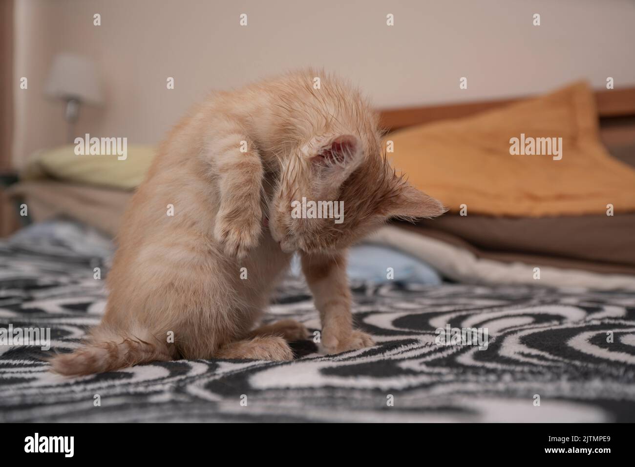 Petit chaton brun clair nettoyant son abdomen avec sa langue sur le lit à l'intérieur Banque D'Images