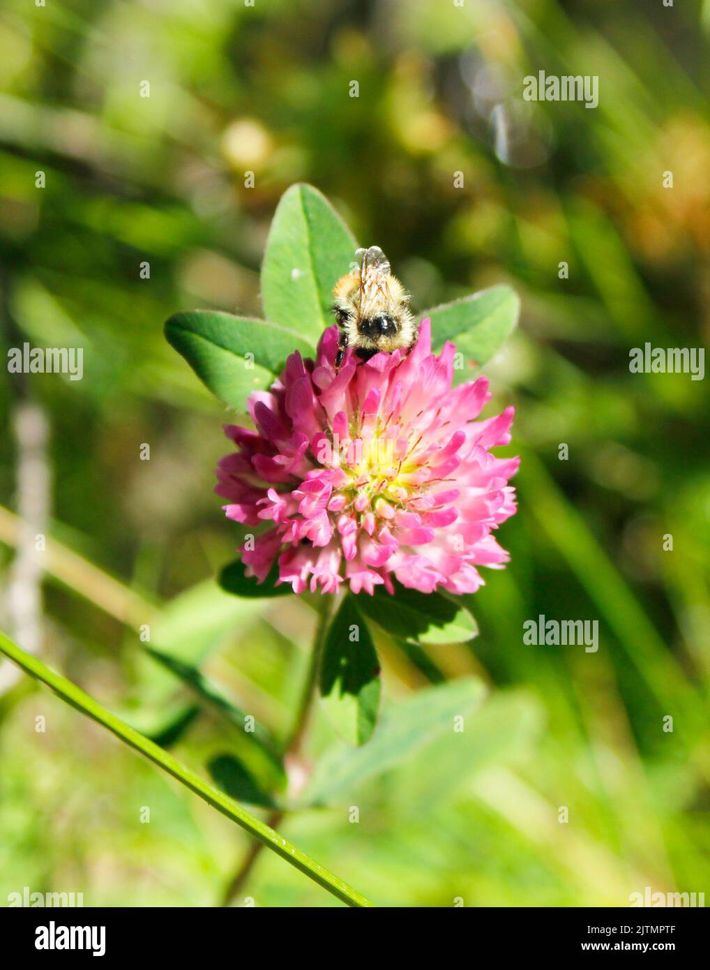 Prise à Chateau Lake Louise en Alberta. Une abeille à bourdonnement pollinisant une fleur de trèfle. Banque D'Images