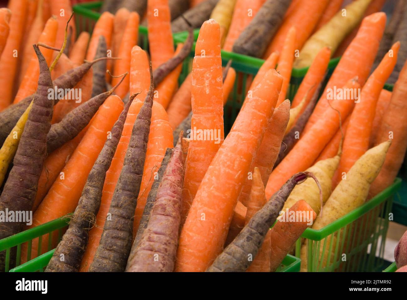 Paniers en plastique vert avec carota Daucus bio fraîchement cueillie - carottes à vendre au marché extérieur. Banque D'Images