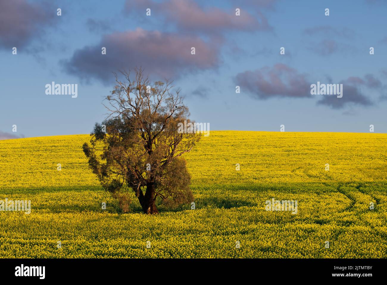 gumtree dans le champ de canola Banque D'Images