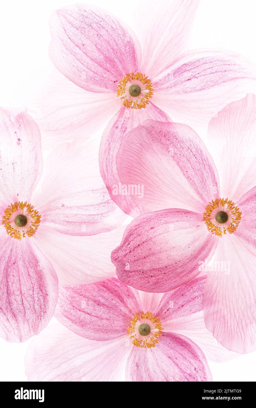 Image créative de fleurs roses. Mise au point sélective Banque D'Images