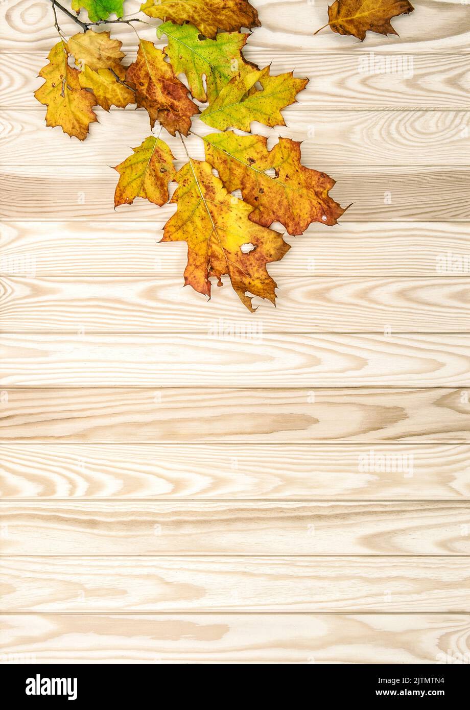 Arrière-plan de chute. Feuilles d'automne jaunes rouges sur une texture rustique en bois Banque D'Images