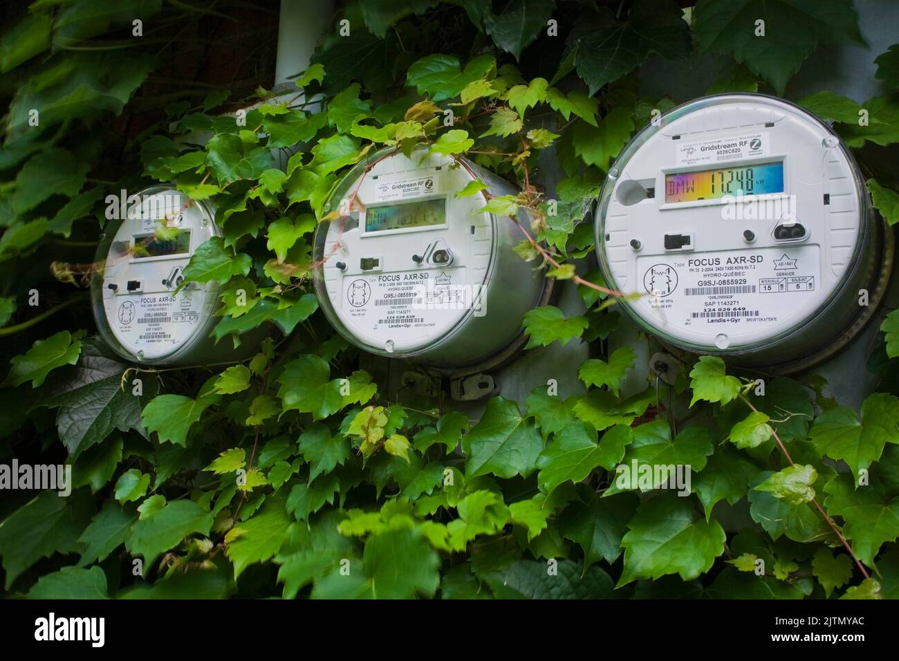 Gros plan des compteurs de consommation d'électricité sur le mur extérieur d'un immeuble résidentiel couvert de vignes grimpantes. Banque D'Images