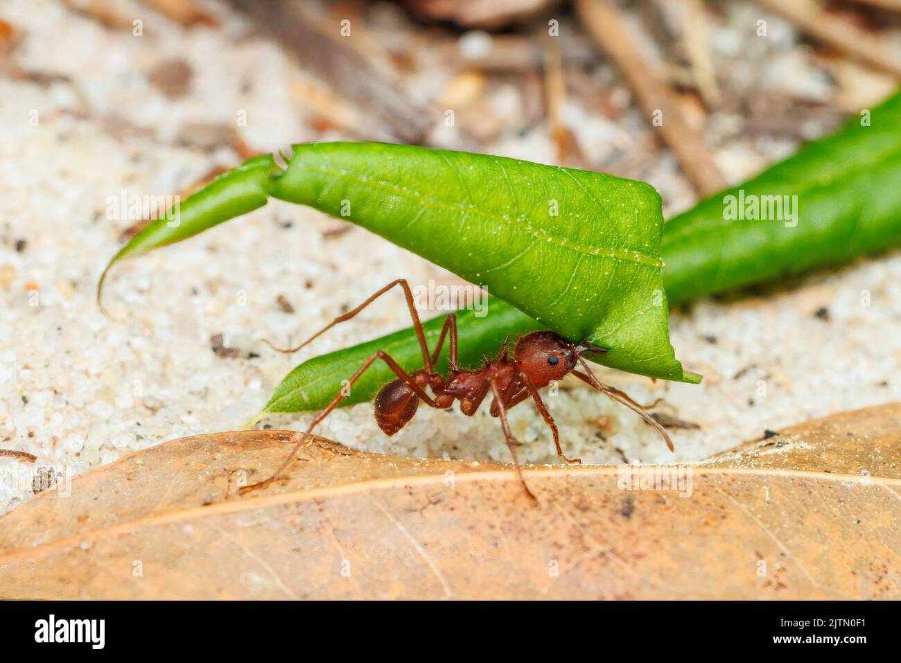 Texas Leaf-Cutting Ant (Atta texana) Banque D'Images