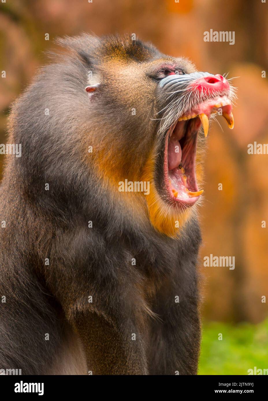 le mandril ouvre la bouche des longues dents fangées. rainbow face. Banque D'Images