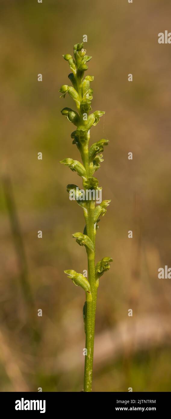 L'Orchid d'oignon (Liparis refexa) est une orchidée terrestre à tige verte assez épaisse avec des grappes de très petites fleurs vertes Banque D'Images