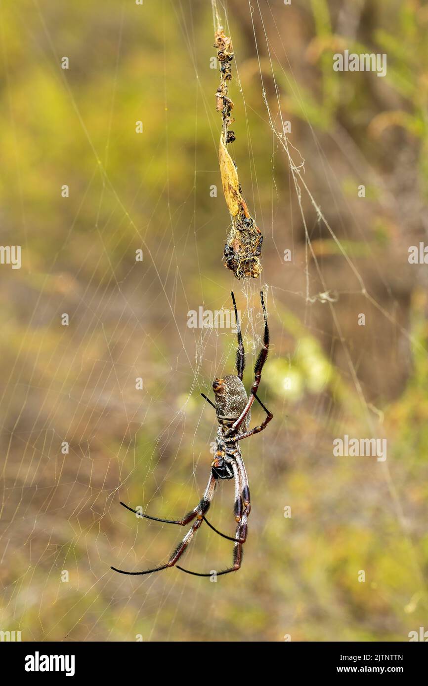 Globe Doré femme-araignée Nephila edulis (tissage) Banque D'Images