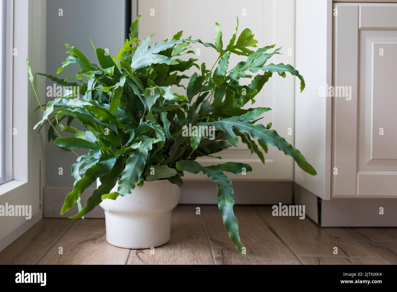Une plante de la fougère Blue Star (Phlebodium aureum), une maison de fantaisie, à l'étage dans une maison près d'une fenêtre. Banque D'Images
