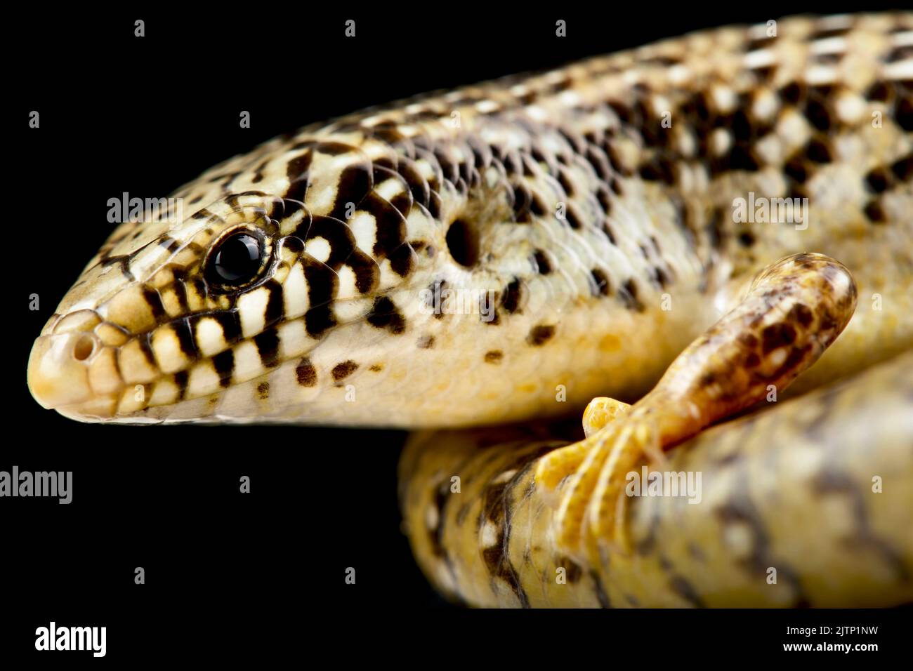 (Chalcides ocellatus Ocellated skink) Banque D'Images